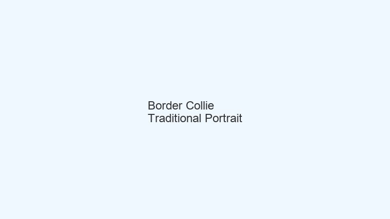 Border Collie portrait example